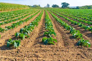 Fransız kırsalındaki Bretagne 'da lahana yetiştirilmiş tarlalar. Brittany, Fransa 'da yeşil lahana tarlası manzarası. Beyaz lahana, lahana tarlası, sebze. Brassica oleracea var. Capata ffalba.