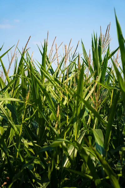 Fransa 'da tarım Bretagne bölgesidir. Yazın sonlarında mısır hasadına hazır tarlalar. Avrupa 'nın kuzeyinde tahıl hasadı ekimi. Fransa 'nın Brittany bölgesindeki mısır melezleştirme alanı.