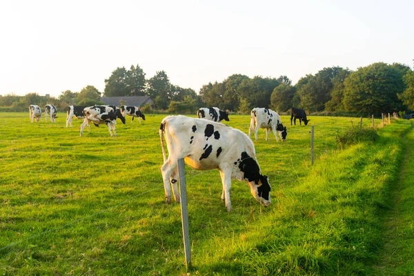 Agriculture, farming and animal husbandry theme in north of France region of Brittany. Black and white cattle graze in meadow in summer. French Cows bicolor in Bretagne. Organic meat dairy business.