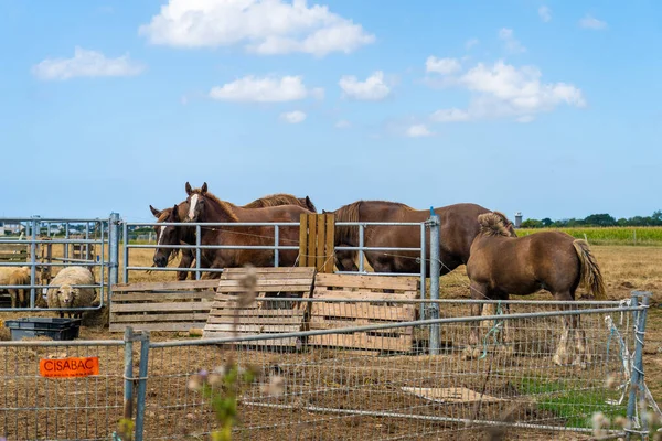 A group of beautiful farm horses graze in meadow. Ranch in France Brittany region. Farming industrial horse breeding and production in Bretagne. Horse pasture. Farm and agriculture. Animal husbandry.