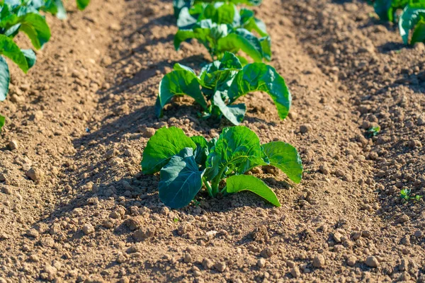 Col Campos Cultivados Bretagne Campo Francés Vista Campo Repollo Verde — Foto de Stock