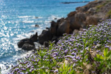 Limonyum sinuatum kanatlı Akdeniz lavantası Kıbrıs kıyılarında vahşi bir şekilde büyüyor. Mayıs ayında Kıbrıs, Paphos 'taki muhteşem kıyı şeridi mor çiçeklerle dolu. Paphos 'un kayalık sahillerinde kır çiçekleri mordur..