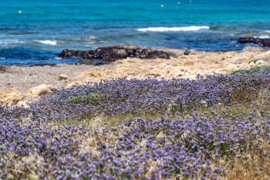 Limonyum sinuatum kanatlı Akdeniz lavantası Kıbrıs kıyılarında vahşi bir şekilde büyüyor. Mayıs ayında Kıbrıs, Paphos 'taki muhteşem kıyı şeridi mor çiçeklerle dolu. Paphos 'un kayalık sahillerinde kır çiçekleri mordur..