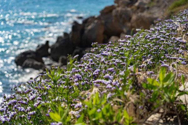 Limonium Sinuatum Skrzydlaty Śródziemnomorski Lawenda Rośnie Dziko Cypryjskim Wybrzeżu Wspaniałe — Zdjęcie stockowe