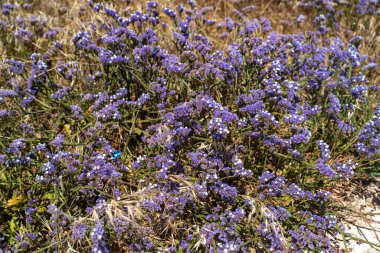 Limonyum sinuatum kanatlı Akdeniz lavantası Kıbrıs kıyılarında vahşi bir şekilde büyüyor. Mayıs ayında Kıbrıs, Paphos 'taki muhteşem kıyı şeridi mor çiçeklerle dolu. Paphos 'un kayalık sahillerinde kır çiçekleri mordur..