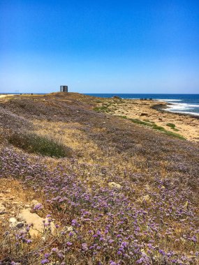 Limonyum sinuatum kanatlı Akdeniz lavantası Kıbrıs kıyılarında vahşi bir şekilde büyüyor. Mayıs ayında Kıbrıs, Paphos 'taki muhteşem kıyı şeridi mor çiçeklerle dolu. Paphos 'un kayalık sahillerinde kır çiçekleri mordur..
