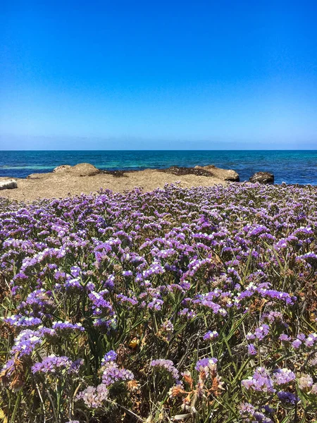 キプロス海岸で自生している地中海のラベンダーを翼状にしたリムニウムの線条体 5月に紫色の花が咲くキプロスのパフォスの素晴らしい海岸線 写真の岩場の海岸に紫色の野花 — ストック写真