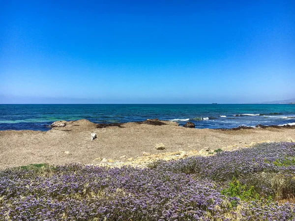 キプロス海岸で自生している地中海のラベンダーを翼状にしたリムニウムの線条体 5月に紫色の花が咲くキプロスのパフォスの素晴らしい海岸線 写真の岩場の海岸に紫色の野花 — ストック写真