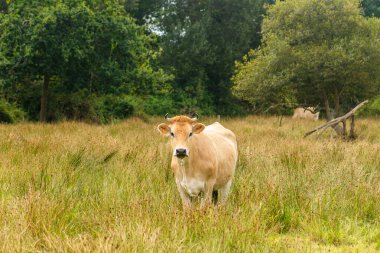 Limuzin inekleri. French Prairie 'de sığırlar. Fransız La Maraishine sığırlarının kahverengi inekleri Kuzey Fransa 'nın Brittany bölgesinde otlar. Serbest tarım, organik sığır yetiştiriciliği ve tarım