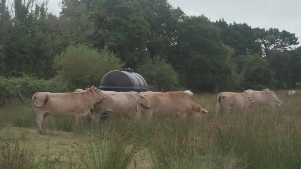 Gruppe erwachsener brauner Limousin-Kuh mit Herde junger Grundeln und Rinderweide in der Bretagne, Frankreich. Landwirtschaft, Milchwirtschaft und Viehzucht in der nordfranzösischen Bretagne. Bretonische rothaarige Kuh auf der Weide — Stockvideo