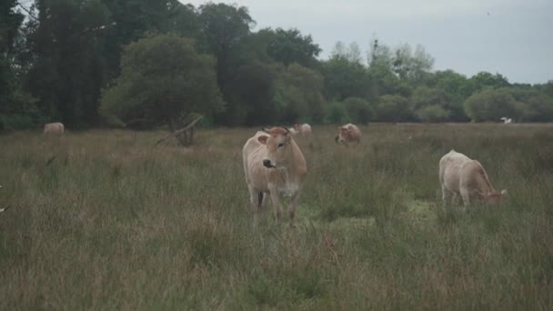 Des vaches limousines. Bovins dans la prairie française. Les vaches brunes des bovins français de La Maraishine élèvent des pâturages dans le nord de la France bretonne. Élevage libre, élevage biologique et agriculture — Video