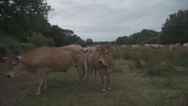 Limuzíny v Bretagne, Francie. Skupina hnědých krav Aubrac se pasou na louce v severní francouzské oblasti Bretaně. Francouzská krajina s hnědými krávami. Bretonské krávy pasoucí se na poli — Stock video