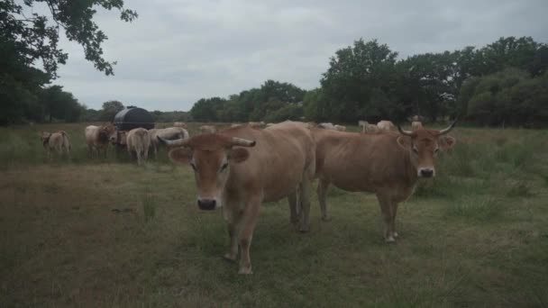 Grupo adulto marrón Limousin vaca con manada de jóvenes gobios y pastos de ganado en Bretaña, Francia. Agricultura, productos lácteos y ganadería en el norte de Francia Región de Bretaña. Vaca de pelo rojo bretón en el pasto — Vídeo de stock