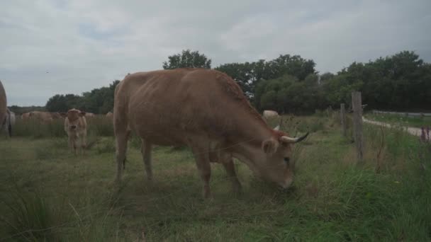 豪华轿车奶牛。法国大草原上的牛。在法国北部的布列塔尼地区，法国La Maraishine牛的棕色奶牛在放牧牧场。自由放养、有机畜牧业和农业 — 图库视频影像