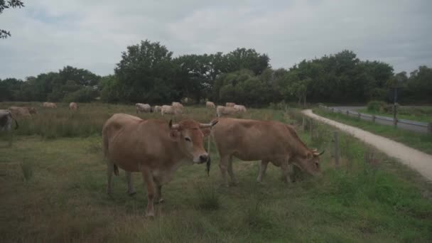 Коровы-лимузины в Бретани, Франция. Группа коричневых коров Обрак пасутся на лугу в северной части Франции в Бретани. Французский пейзаж с коричневыми коровами. Бретонские коровы пасутся на поле — стоковое видео