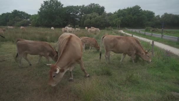 Grup dewasa coklat Limousin sapi dengan kawanan gobies muda dan padang rumput ternak di Brittany, Prancis. Pertanian, susu dan ternak di utara Prancis Wilayah Bretagne. Breton merah berambut sapi di padang rumput — Stok Video