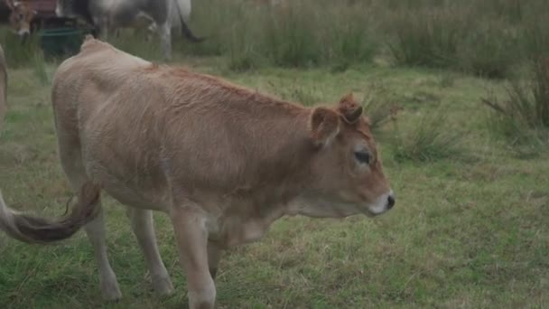 Sapi limusin. Sapi di padang rumput Perancis. Sapi cokelat La Maraishine Prancis menggembalakan rumput di wilayah Prancis utara Bretagne. Jangkauan bebas, peternakan dan pertanian organik — Stok Video