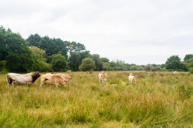 Yetişkin, kahverengi Limousin ineği sürüsü. Fransa, Brittany 'de sığır otlağı var. Fransa 'nın kuzeyinde tarım, mandıra ve çiftlik hayvanları var. Breton kızıl saçlı otlak ineği