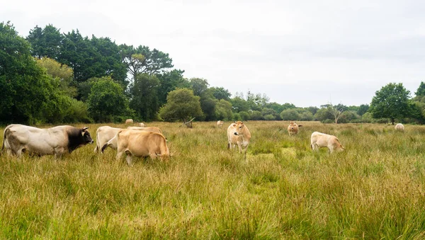Groep volwassen bruine Limousin koe met kudde jonge grondels en runderen weiland in Bretagne, Frankrijk. Landbouw, zuivel en veeteelt in Noord-Frankrijk Bretagne. Roodharige Bretonse koe in weiland — Stockfoto