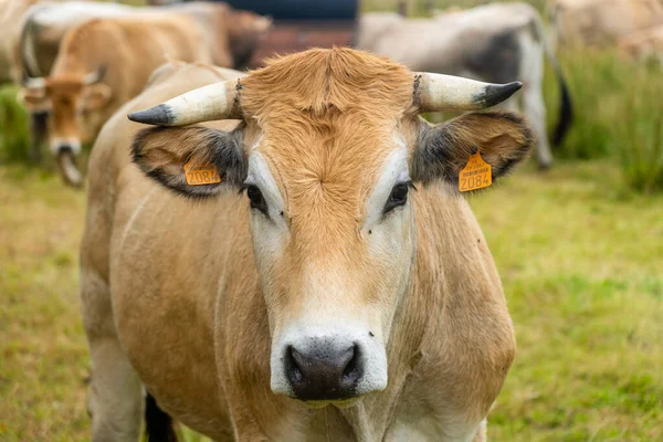 리무진 프랑스 대초원에 프랑스 위시에 소떼는 프랑스 브르타뉴 지역에서 목장을 — 스톡 사진