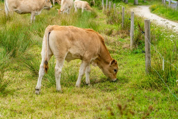 프랑스, 브레 타 뉴에 사는 리무진 소들 이다. 갈색 소떼인아우 브라크는 브르타뉴 북부의 변방 지역에 있는 초원에서 풀을 뜯고 있습니다. 갈색 소와 함께 있는 프랑스 풍경. 브르타뉴 소들 이 들에서 풀을 뜯고 있다 — 스톡 사진