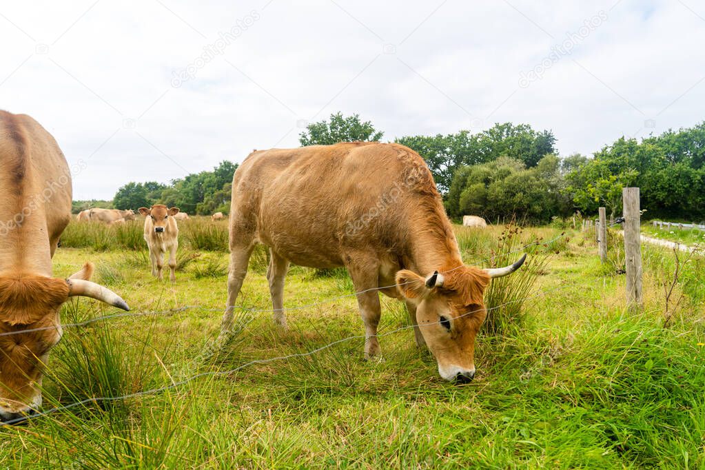 Group adult brown Limousin cow with herd of young gobies and cattle pasture in Brittany, France. Agriculture, dairy and livestock in north of France Bretagne region. Breton red-haired cow in pasture.