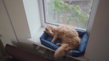 Yetişkin kızıl kedi, dilini pencerenin kenarındaki hayvanlar için bir yatağın üzerinde yalıyor, pencerenin dışında soğuk bulutlu bir hava var ve kedi rahat ve sıcak. Kızıl kedi kendini pencere eşiğinde yıkar.