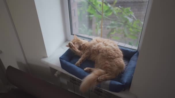 Милый рыжий кот любит себя на подоконнике. Пет чистит мех. Взрослый рыжий кот моет, чистит свой мех, облизывает себя языком, лежа на животном ложе за окном в облачную холодную погоду. — стоковое видео