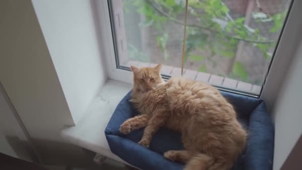 En vacker röd Maine Coon katt tvättar sig på en djursäng vid fönstret i molnigt väder. Husdjuret rengör pälsen med tungan. En snygg vuxen katt slickar sig själv. Katt tvätta sig på fönsterbrädan — Stockvideo