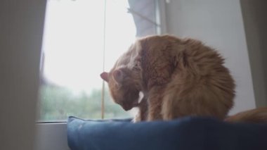 Tatlı kızıl kedi pencere pervazında kendini seviyor. Hayvan kürkü temizliyor. Yetişkin kızıl kedi yıkanır, kürkünü temizler, bulutlu ve soğuk havada hayvan yatağında yatarken kendi dilini yalar.