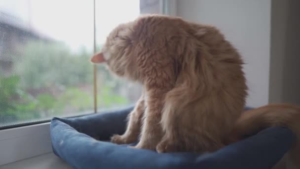 Egy gyönyörű piros Maine Mosómedve macska mossa egy kisállat ágy mellett az ablak felhős időben. A kisállat a nyelvével tisztítja a kabátját. Egy rendes felnőtt macska nyalogatja magát. Macska mosakodik az ablakpárkányon. — Stock videók