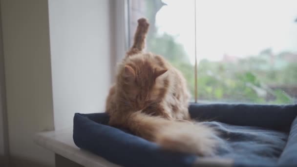 Felnőtt gyömbér macska nyalogatja magát -val -a nyelv mellett az ablak mellett -on egy ágy -ból állatok, kívül az ablakon van hideg felhõs idõ és a macska van hangulatos és meleg. Vörös macska mossa magát az ablakpárkányon. — Stock videók
