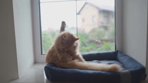 Милый рыжий кот любит себя на подоконнике. Пет чистит мех. Взрослый рыжий кот моет, чистит свой мех, облизывает себя языком, лежа на животном ложе за окном в облачную холодную погоду. — стоковое видео