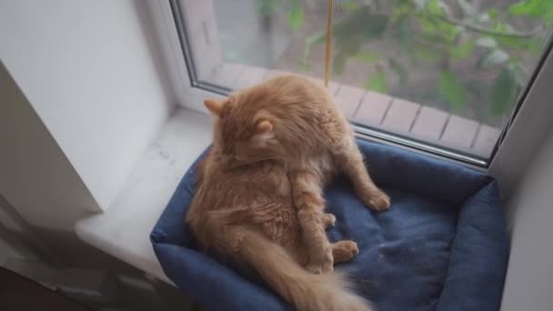 Дорослий імбирний кіт лиже себе язиком біля вікна на ліжку для тварин, за вікном холодна хмарна погода, а кіт затишний і теплий. Червона кішка миється на підвіконні — стокове відео