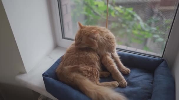 Красивая красная кошка из штата Мэн Енот моется на кровати у окна в пасмурную погоду. Питомец чистит пальто языком. Чистый взрослый кот облизывает себя. Кот умывается на подоконнике — стоковое видео
