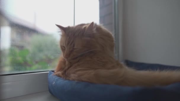 Ładny rudy kot lubi się na parapecie. Pet czyści futro. Dorosły rudy kot myje się, czyści futro, liże się językiem leżąc na zwierzęcym łóżku przy oknie w pochmurną zimną pogodę — Wideo stockowe
