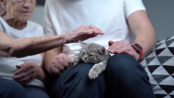 Hayvan terapisi. Yaşlı bir insan ve bakıcı, huzurevindeki evcil hayvanları kullanarak psikolojik destek alıyor. Son sınıf öğrencisi çok mutlu ve kanepede asistanı olan sevimli bir kediyi okşuyor. — Stok video