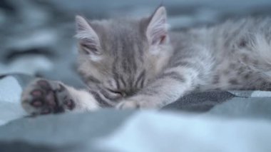 Çizgili İskoç gri renkli komik kedi yavrusu yatakta yatarken kendini temizliyor. Kedi çocuk pençelerini yalıyor ve evde yün temizliyor. Şirin İngiliz kedi yavrusu uzanmış, diliyle tüylerini yalıyor.