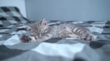 Çizgili, düz kulaklı şirin bir İskoç kedi yavrusu yatakta yatarken patilerini yalıyor. Çizgili küçük kedi uyumadan önce yıkanır. Komik kedicik kendini temizliyor..