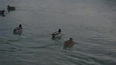 Mallard, Muenchen Almanya 'sındaki Riemer Park' ın su yüzeyinde ördek gibi yüzüyor. Bavyera 'nın Messestadt bölgesinde yüzen su kuşlarıyla güzel bir sonbahar manzarası. Deutschland 'deki doğal ekosistem