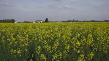 Muenchen Almanya 'sında kolza tohumu tarımı. Biyoyakıt ve petrol üretimi için hammadde olarak gelişen bir kanola alanı. Bavyera Deutschland 'da sürdürülebilir tarım ve ekin tarımı