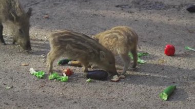 Bayern Deutschland 'da kırmızı biber ve elma yiyen çizgili yaban domuzu yavrularına yakın durun. Almanya 'da vahşi yaşam alanında beslenen genç hayvanlar. Doğada sevimli bebek domuzlar