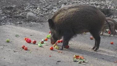 Büyük yaban domuzu, Almanya 'da taze yeşil marul yiyen domuzcuklarla doludur. Aile Bayern 'de kırsal bir çevrede yiyecek arıyor. Deutschland 'da otantik vahşi yaşam fotoğrafçılığı. Deutschland 'da hayvan hayatı