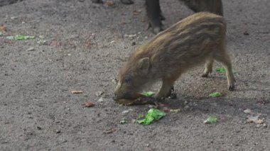 Yaban domuzu ve yavruları Almanya 'da taze marul ve salatalıkla besleniyor. Çizgili yavru domuzlar Bayern 'de doğal bir yaşam alanında yemeğin tadını çıkarıyorlar. Deutschland 'da vahşi yaşam fotoğrafçılığı