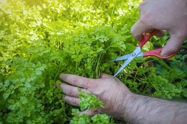 A farmer cuts fresh chervil grass with scissors. Chervil is widely used in cooking and medicine due to its beneficial properties.