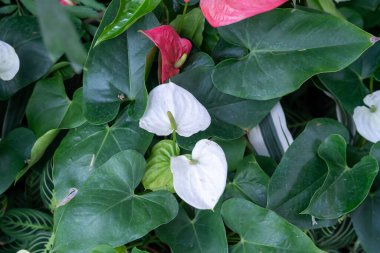 Yakın planda pembe, kırmızı ve beyaz anthurium veya flamingo çiçekleri gösterilir, yemyeşil yeşil yaprakların arasında yemyeşil tropik bir bahçede çiçek açarlar..