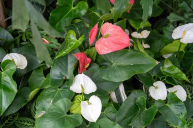 Yakın planda pembe, kırmızı ve beyaz anthurium veya flamingo çiçekleri gösterilir, yemyeşil yeşil yaprakların arasında yemyeşil tropik bir bahçede çiçek açarlar..