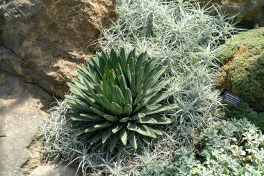 Yüksek açılı bir görüş, güneşte büyüyen Xeriscape bahçesinde büyüyen büyük yeşil bir agave de dahil olmak üzere kuraklığa dayanıklı çeşitli suları gösterir..