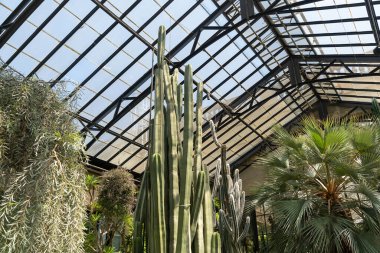 Uzun kaktüsler ve palmiye ağaçları güneşli bir seranın cam tavanına doğru büyür. Sahne bereketli ve çeşitli çöl bitkileri koleksiyonunu gösteriyor..