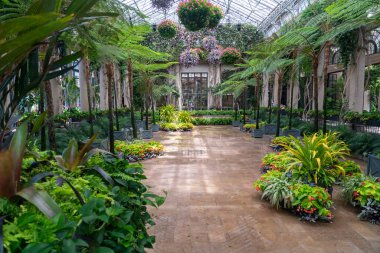 Bir konservatuarın büyük iç kısımları ağaç eğreltiotu da dahil olmak üzere tropikal bitkilerle doludur. Salonu süsleyen renkli çiçek sepetleri.